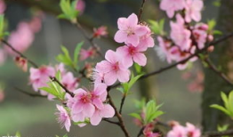 桃花爆料大百科最新一期,揭秘最新一期精彩内容