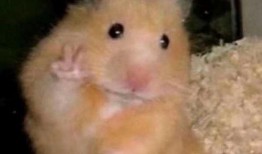 仓鼠王最新爆料